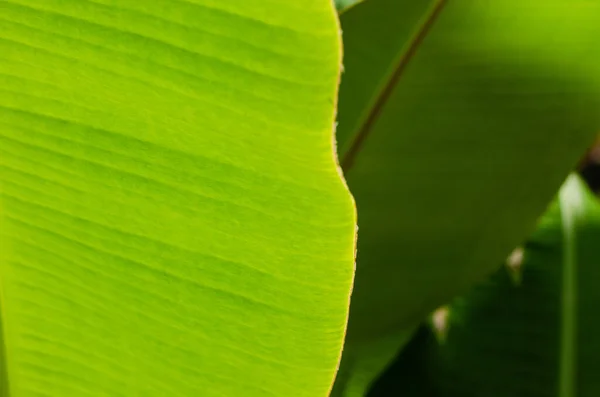 Texture of Banana Leaf in Close Up Detail for Natural Background.