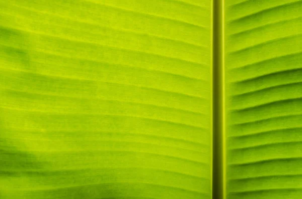 Texture Banana Leaf Close Detail Natural Background — Stock Photo, Image