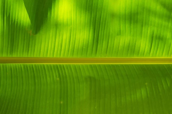 Textura Folha Banana Detalhe Para Fundo Natural — Fotografia de Stock