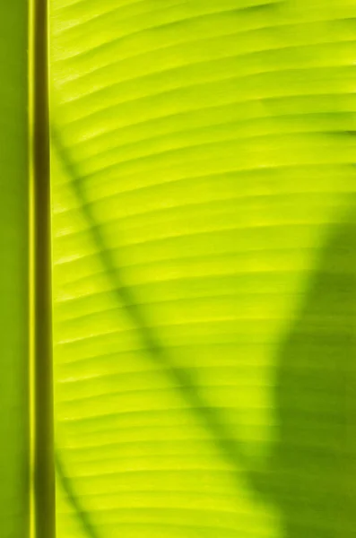 Texture Banana Leaf Close Részlet Természeti Háttér — Stock Fotó