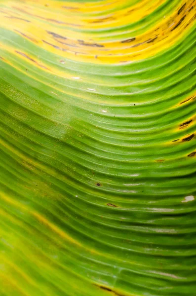 Texture Della Foglia Banana Dettaglio Vicino Sfondo Naturale — Foto Stock