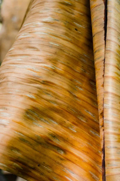 Texture Dried Banana Leaf Close Detail Natural Background — Stock Photo, Image