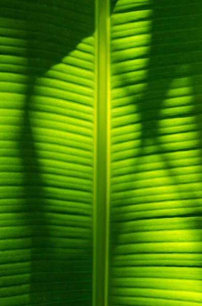 Texture of Banana Leaf in Close Up Detail for Natural Background.