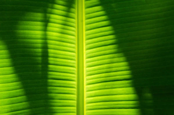 Текстура Бананового Листа Крупным Планом Естественного Фона — стоковое фото
