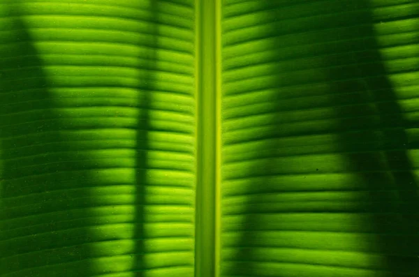 Texture Banana Leaf Close Detail Natural Background — Stock Photo, Image