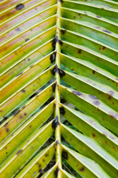 Coconut Leaf Soft Focus Close Detail — Stock Photo, Image