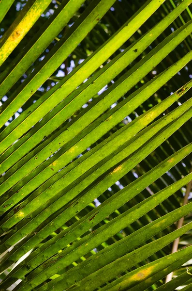 Coconut Leaf Soft Focus Close Detail — Stock Photo, Image