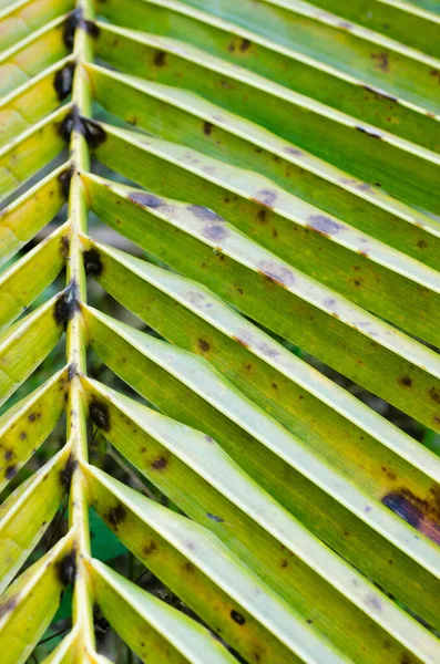 Coconut Leaf Soft Focus Close Detail — Stock Photo, Image