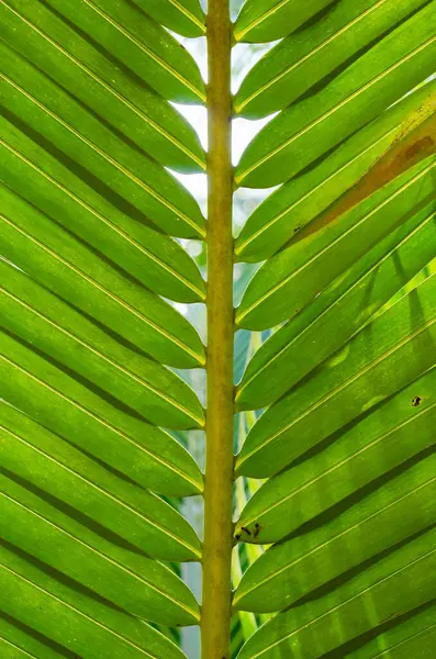 Coconut Leaf Soft Focus Close Detail — Stock Photo, Image