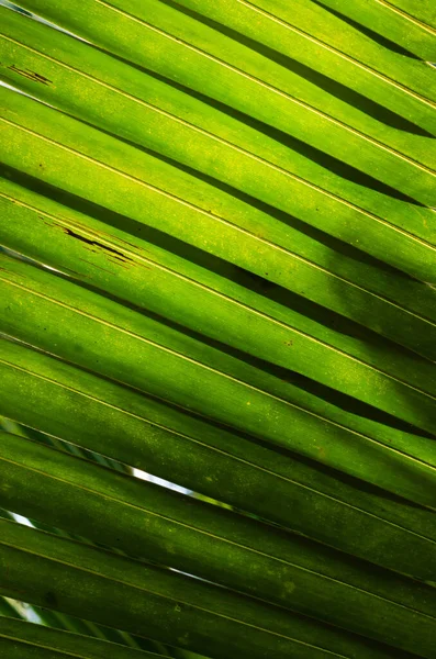 Coconut Leaf Soft Focus Close Detail — Stock Photo, Image