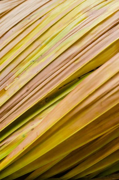 Texture Dried Palm Leaf Natural Background Used — Stock Photo, Image