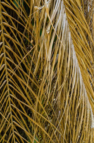 Texture Dried Palm Leaf Natural Background Used — Stock Photo, Image