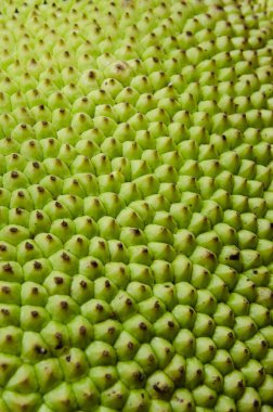 Doğal Arkaplan için Yeşil Jackfruit dokusu.