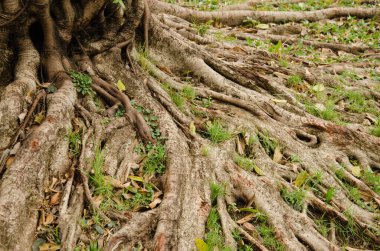 Ağaç Köklerinin Dokuları.