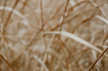 Bulanık arka planda kuru çim alan.