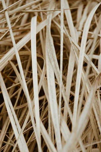 Field of Dry Grass In Blurry Background. — Stock Photo, Image