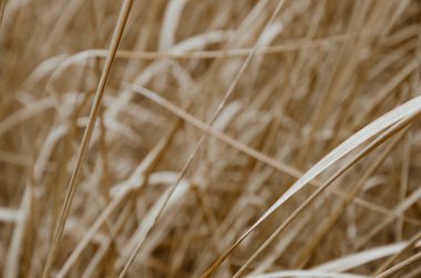 Bulanık arka planda kuru çim alan.