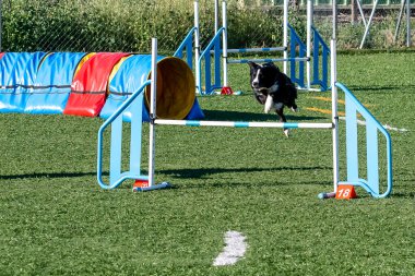 Siyah ve beyaz bir köpek, güneşli bir günde bir parkta çeviklik eğitimi sırasında bir engelin üzerinden ustalıkla atlıyor..
