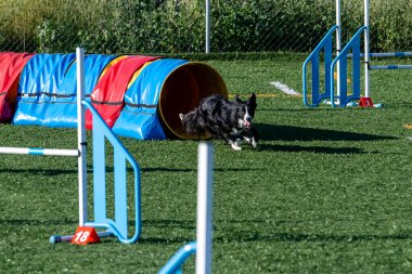 Sınır çoban köpeği güneşli bir yaz günü çeviklik kursunda renkli bir tünelden hızla kaçar..