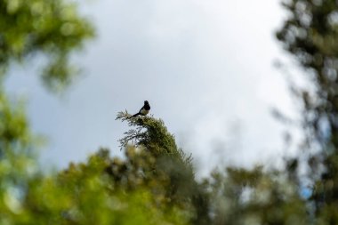 Canlı bir kuş, yeşil yapraklar ve gün boyunca açık mavi gökyüzü ile çevrili, yüksek bir dalda oturur..
