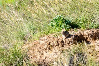 Küçük bir tavşan, yemyeşil çimenler ve parlak güneş ışığı altındaki bitkilerle çevrili bir toprak tepecikte sessizce dinleniyor..