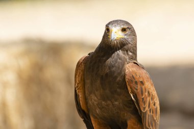Bir Harris şahini, güneş ışığı altında etrafındaki zengin tüylerini sergileyerek zarif bir şekilde duruyor..