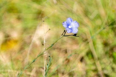 A solitary blue flower stands tall in a sunlit meadow, surrounded by lush green grass and foliage in springtime.