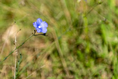 Güneşli bir günde yemyeşil çimlerin arasında tek bir mavi çiçek belirir, doğanın güzelliğini gözler önüne serer..