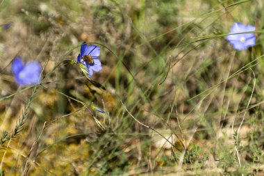 Meşgul arılar doğal güzelliklerle dolu yemyeşil bir çayırda küçük mavi çiçeklerden nektar toplarlar..