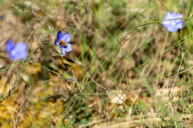 Arılar canlı mavi çiçeklerden nektar toplarlar güneşli, çiçek açan bir çayır mevsiminde öğleden sonra.