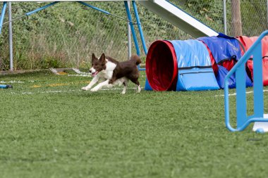 Neşeli bir köpek, açık hava çeviklik kursunda renkli tünellerde yarışır. Enerjisini ve coşkusunu gösterir..