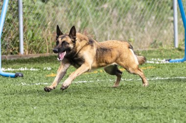 A brown and black dog energetically runs on lush grass at a park, enjoying a bright day outdoors.