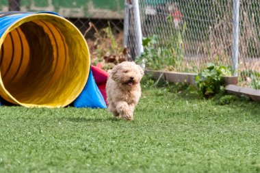 Küçük bir köpek çimenli bir parktaki büyük sarı ve mavi bir tünelden mutlu bir şekilde çıkar ve dışarıda eğlenerek vakit geçirir..