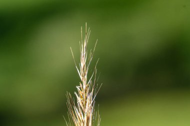 Uzun çimen çivisi yemyeşil bir zemin ile dik duruyor. Doğanın karmaşık ayrıntılarını gün ışığında vurguluyor..