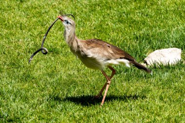 Gagasında yılan olan bir kuş yemyeşil çimlerin üzerinde duruyor ve avlanma yeteneklerini gün ışığında sergiliyor..