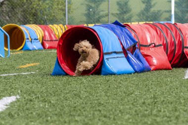 Kaniş, açık gökyüzünün altındaki çimenli bir alanda köpek çevikliği eğitimi sırasında kırmızı bir tünelden atlıyor..