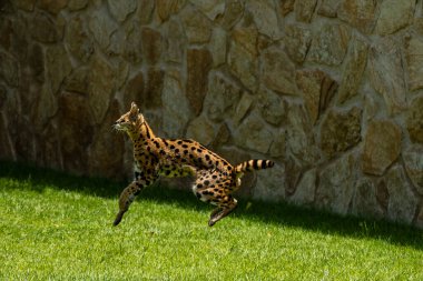 Bir serval kedi, çevikliğini ve benekli kürkünü yemyeşil bir alana karşı sergileyerek orta sıçrayışın ortasında yakalanır..