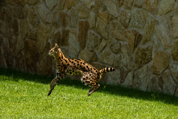 Bir serval kedi, çevikliğini ve benekli kürkünü yemyeşil bir alana karşı sergileyerek orta sıçrayışın ortasında yakalanır..