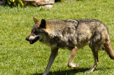 Bir kurt, parlak güneş ışığı altında yemyeşil çimlerin üzerinde zarifçe ilerlerken görülüyor..