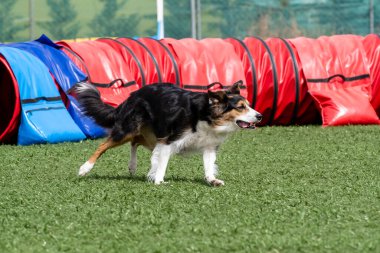 Bir sınır çobanı çimenli bir alanda antrenman sırasında renkli çeviklik tünellerinin yanında neşe içinde koşar..