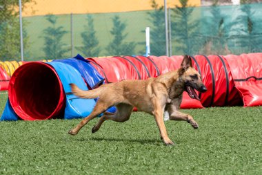 Canlı bir köpek, güneşli bir günde kırmızı ve mavi tünellerle dolu canlı bir çeviklik yolunda koşar..