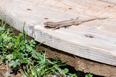 Kahverengi bir kertenkele solmuş ahşap bir yüzeyde yeşil çimenler ve parlak güneş ışığı altında bitkiler üzerinde dinlenir..