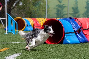 Bir Border Collie, parlak renkli tüneller ve yeşil çim içeren çeviklik parkurunda hızla koşmaktan hoşlanır..