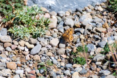 Turuncu kanatlı bir kelebek, parlak güneş ışığı altında yeşil bitkilerle çevrili pürüzsüz çakıl taşlarının üzerinde oturur..