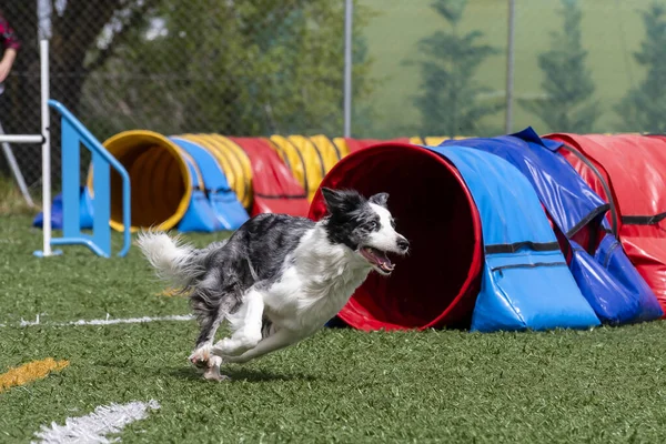 Bir Border Collie, parlak renkli tüneller ve yeşil çim içeren çeviklik parkurunda hızla koşmaktan hoşlanır..