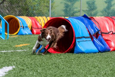 Bir sınır çoban köpeği, güneşli bir günde bir eğitim tesisinde enerjik bir çeviklik tünelinde yol alır..
