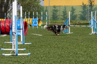 Bir köpek enerjik bir şekilde engelli bir pistte koşar, açık gökyüzünün altında hız ve çeviklik gösterir..