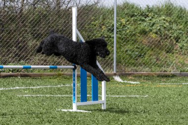 Köpek havada, yeşil alanla çevrili bir eğitim alanında mavi ve beyaz çevikliğin üzerinden atlıyor..