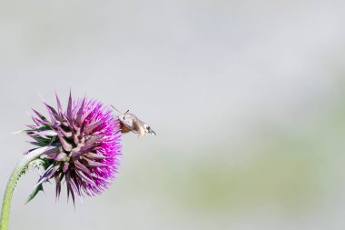 Bir arı mor bir devedikeni çiçeğinden nektar toplar, güneşli bir günde güzelliğini sergiler..