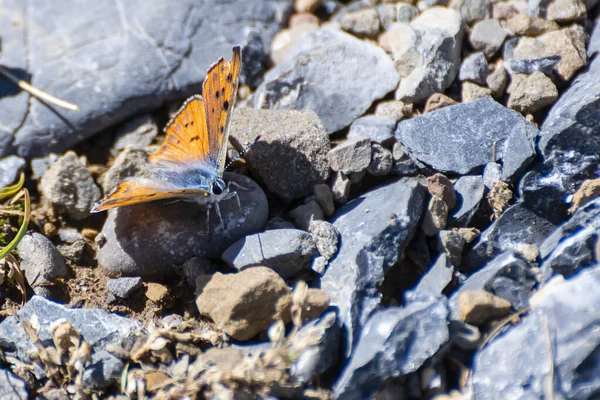 Turuncu kanatlı bir kelebek, güneşli bir yerde, çeşitli taşların arasında, pürüzsüz bir kayanın üzerinde dinlenir..